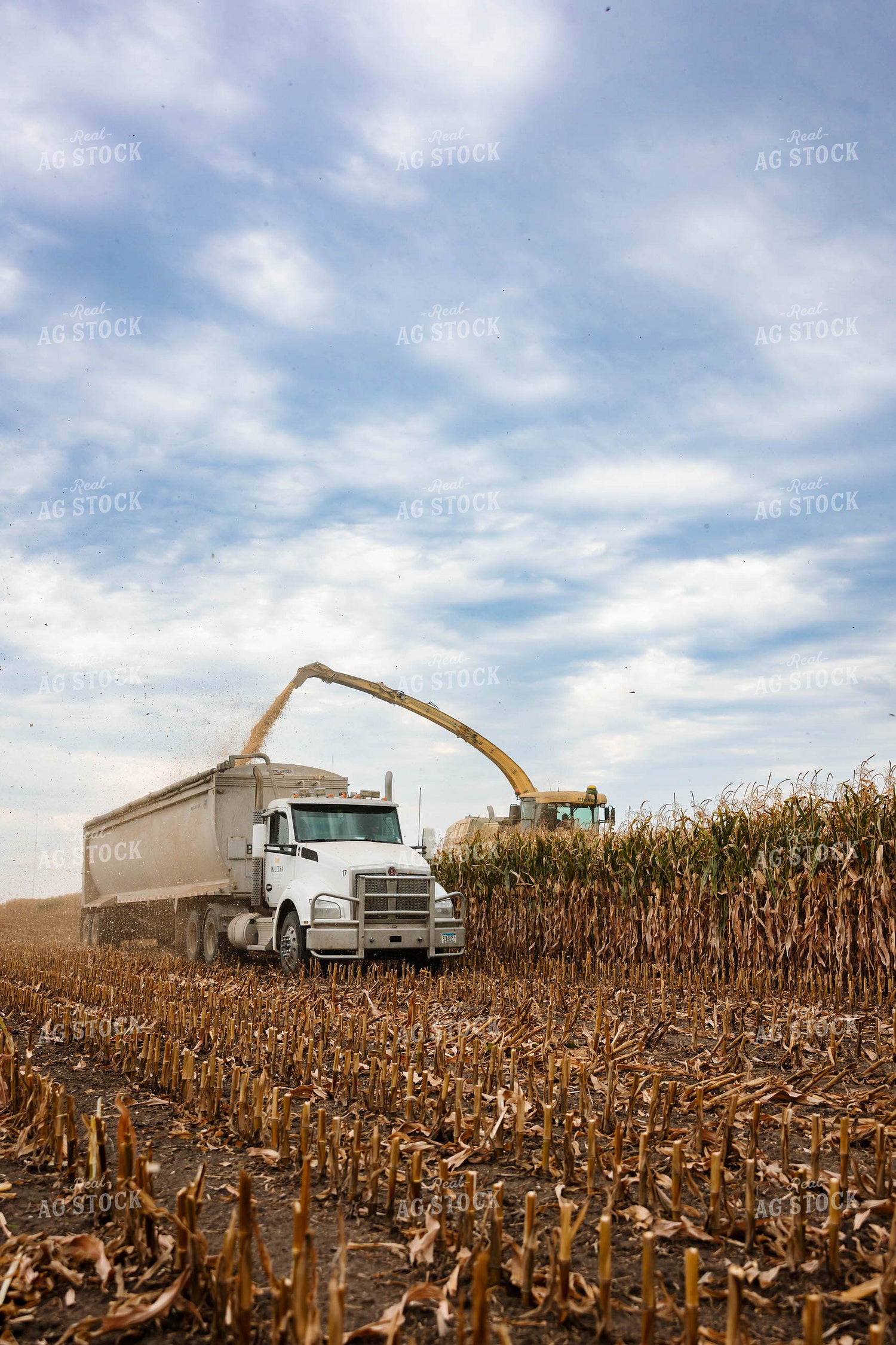 Silage Harvest 152309