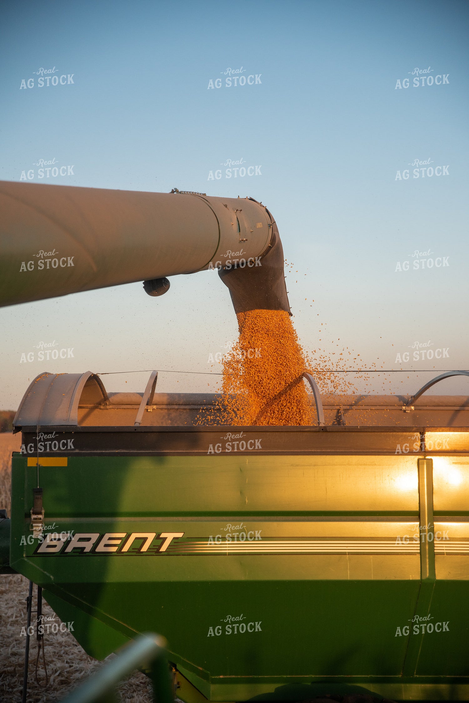Combine Unloading Corn into Grain Cart 76359