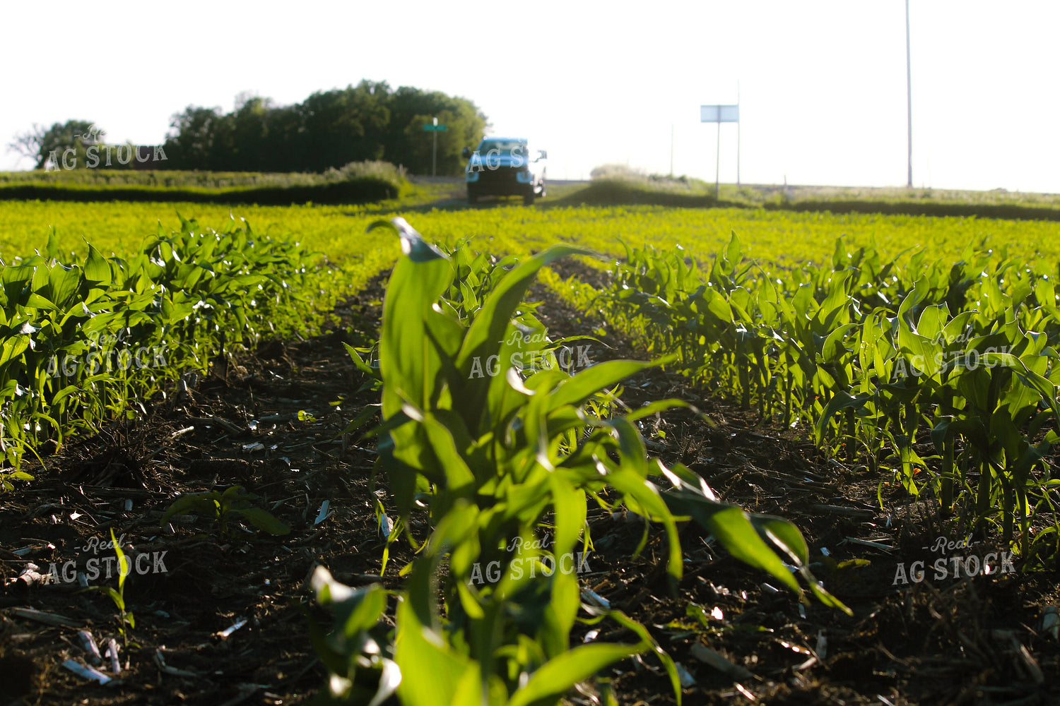 Early Season Corn 209010