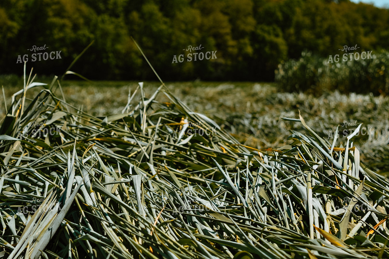 Triticale Wet Baling Forage 125025