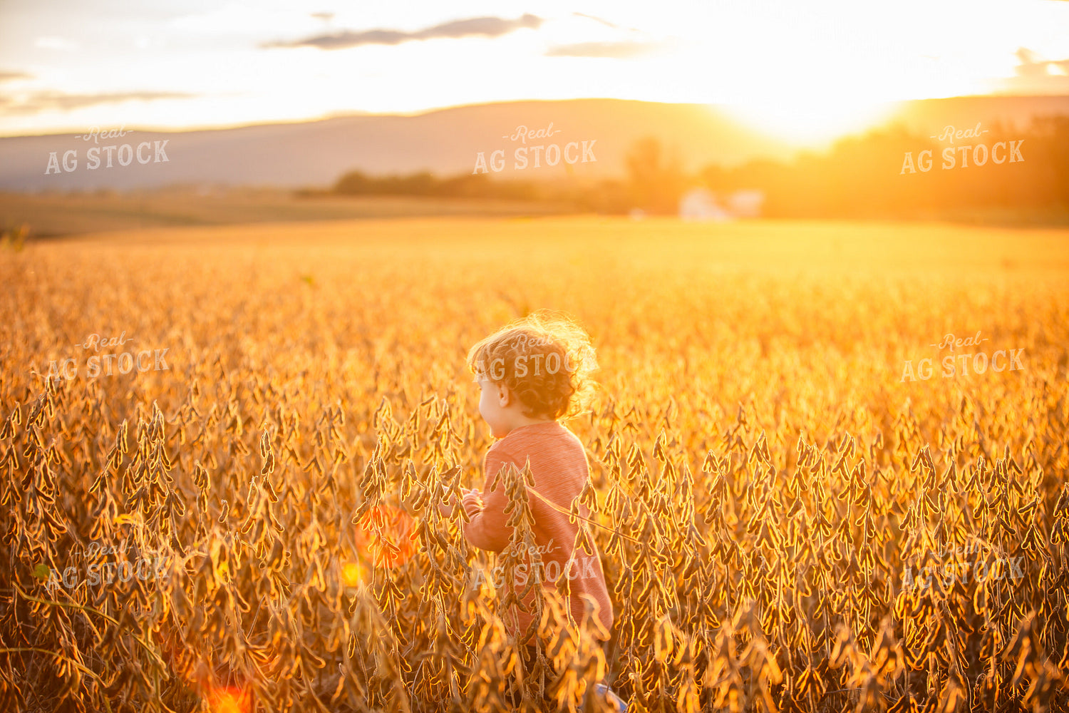 Farm Kid in Dried Soybean Field 270414