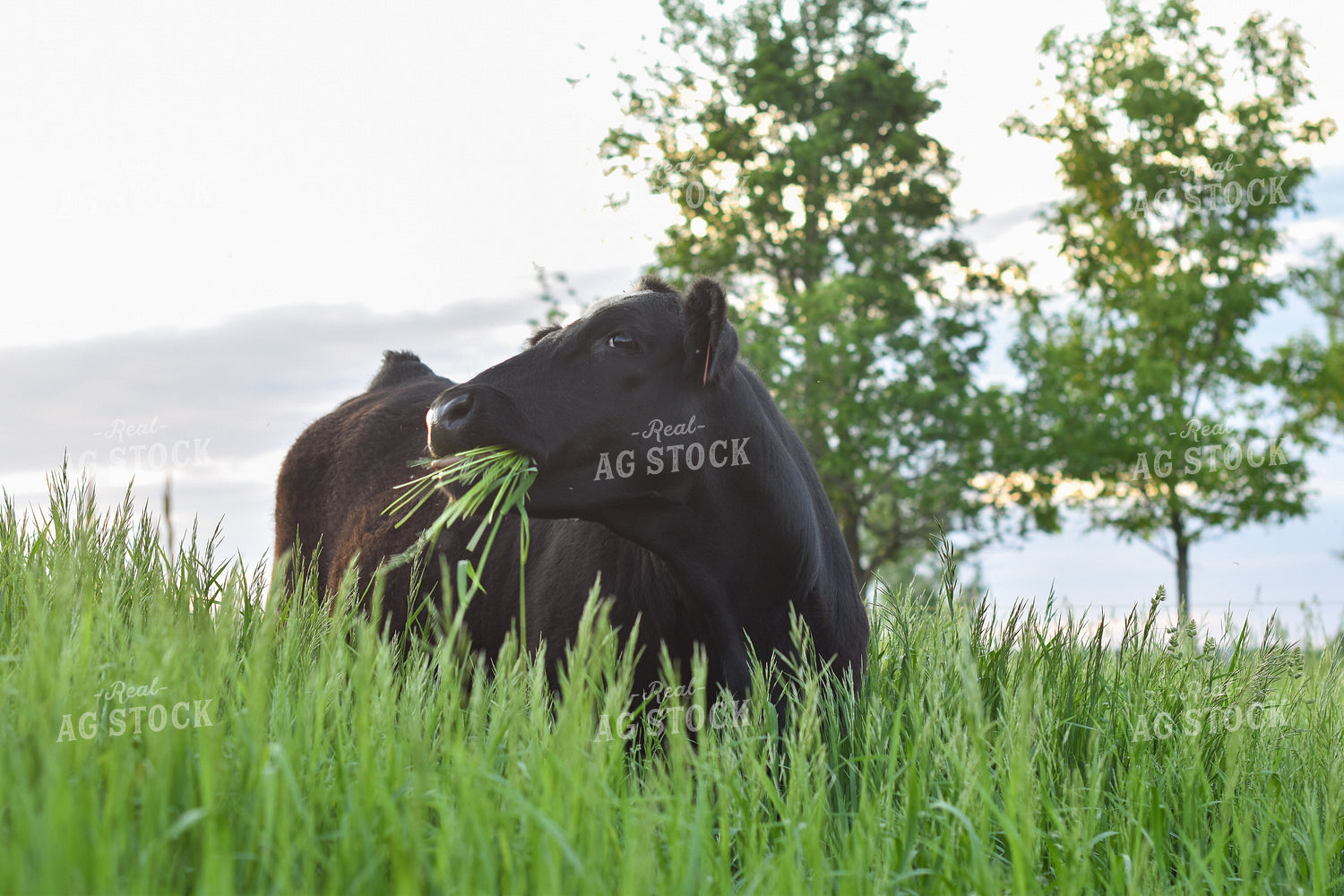 Cow Grazing in Pasture 120008