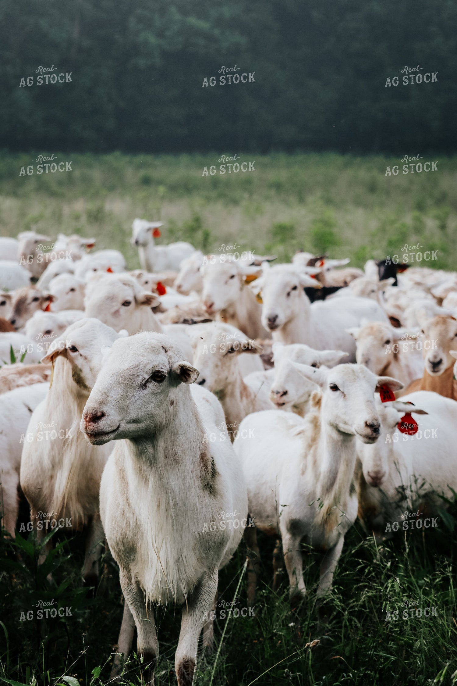 Sheep 220003