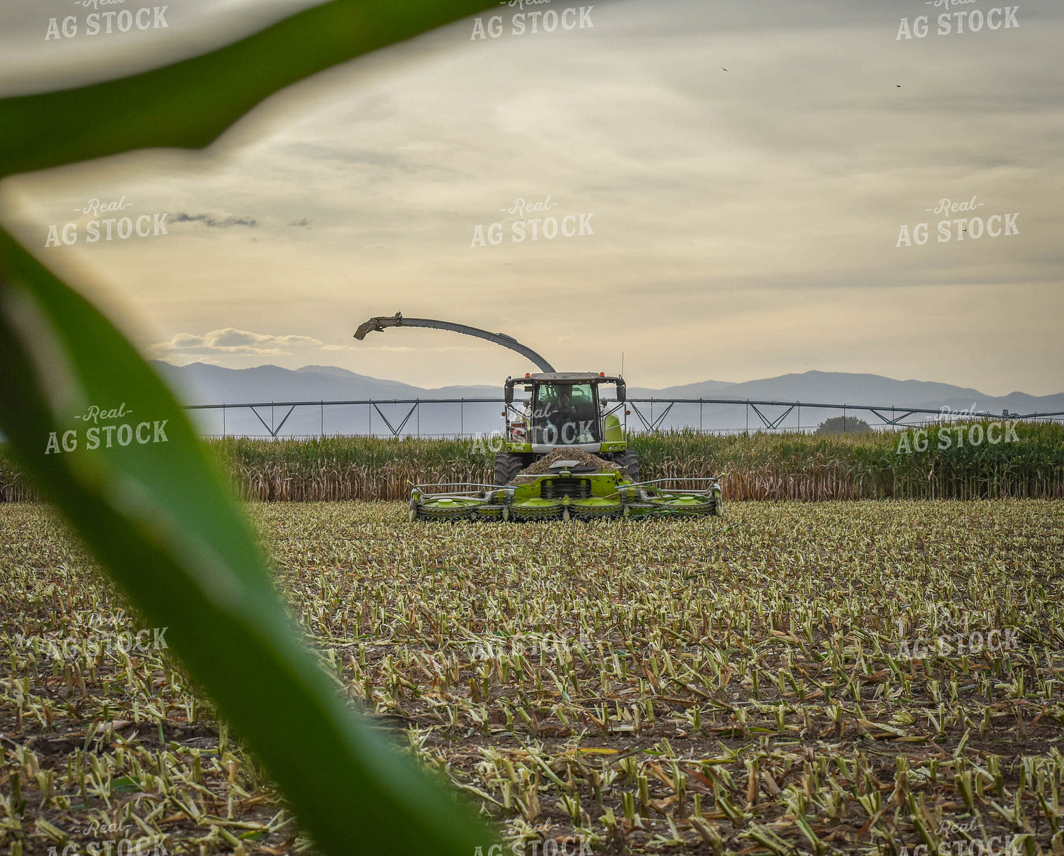 Silage Harvest 56096