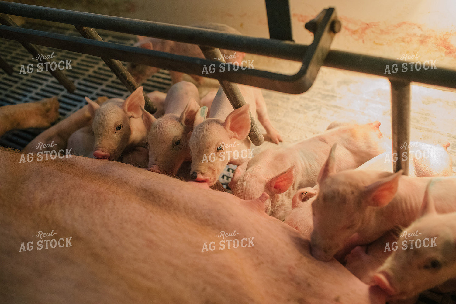 Piglets and Sow in Farrowing Stall 3244