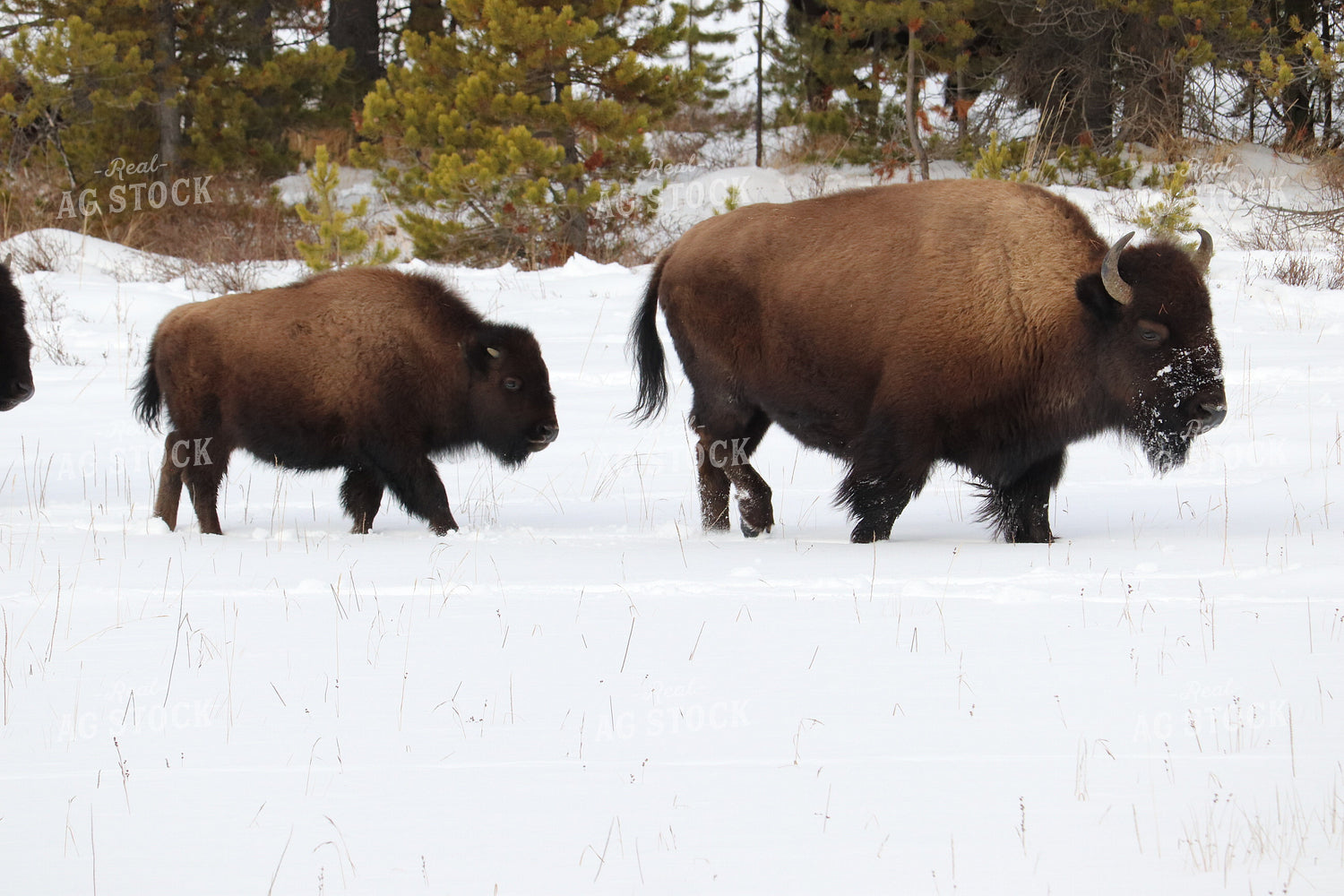 American Bison 102045