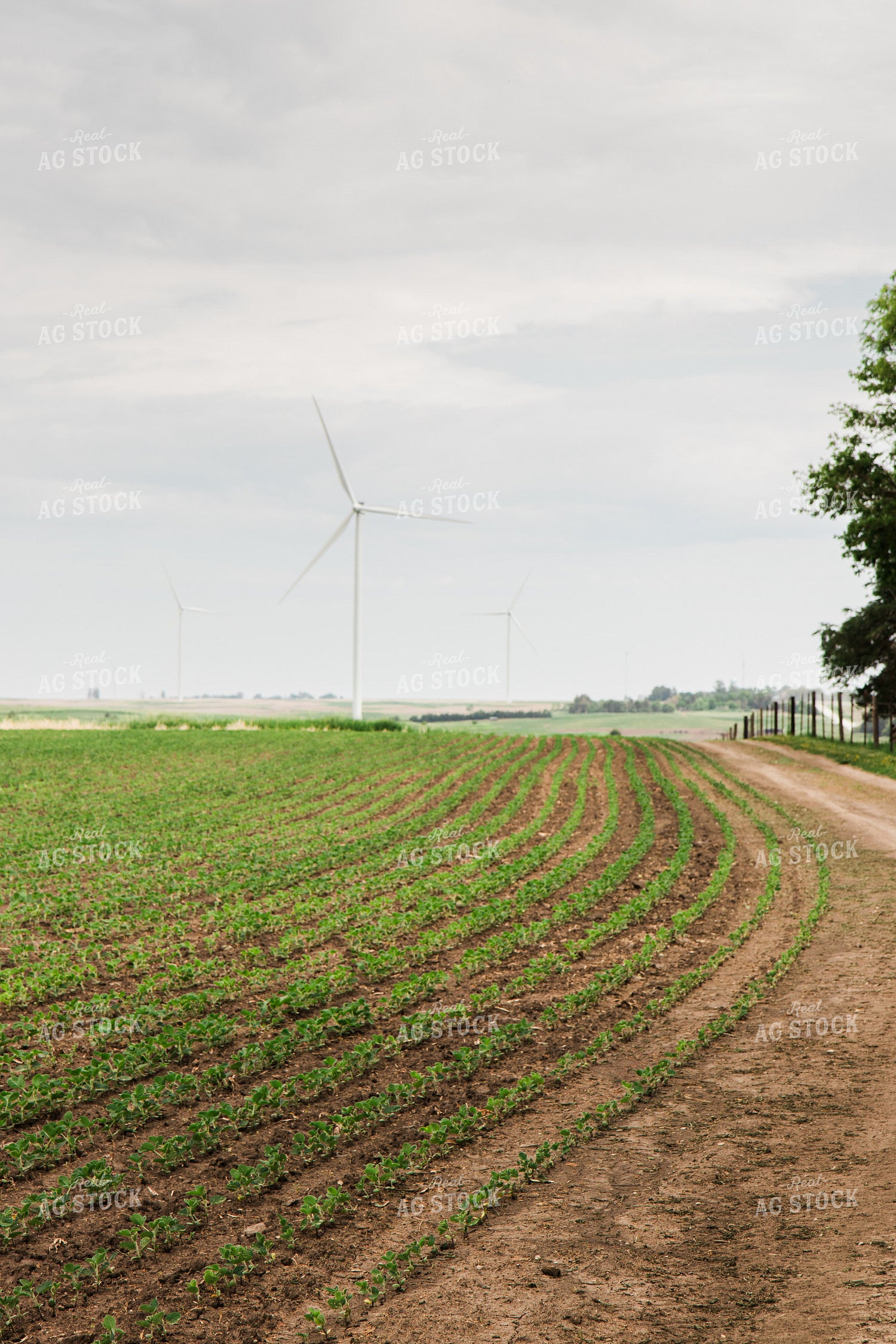 Early Growth Soybeans 67802
