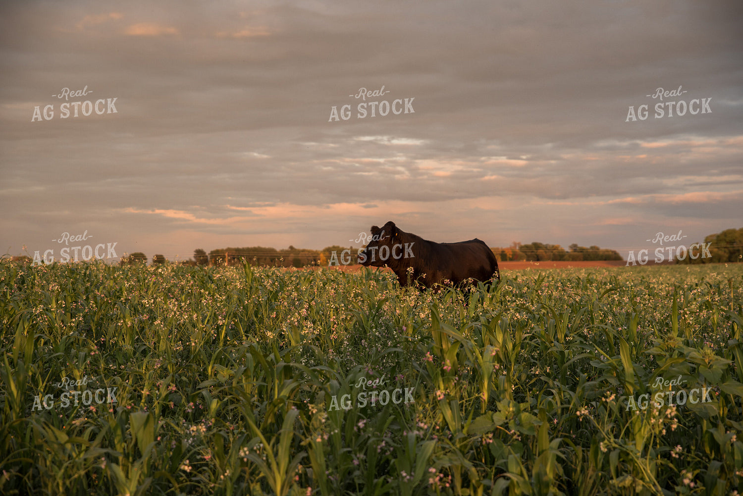 Cattle in Cover Crops 76391
