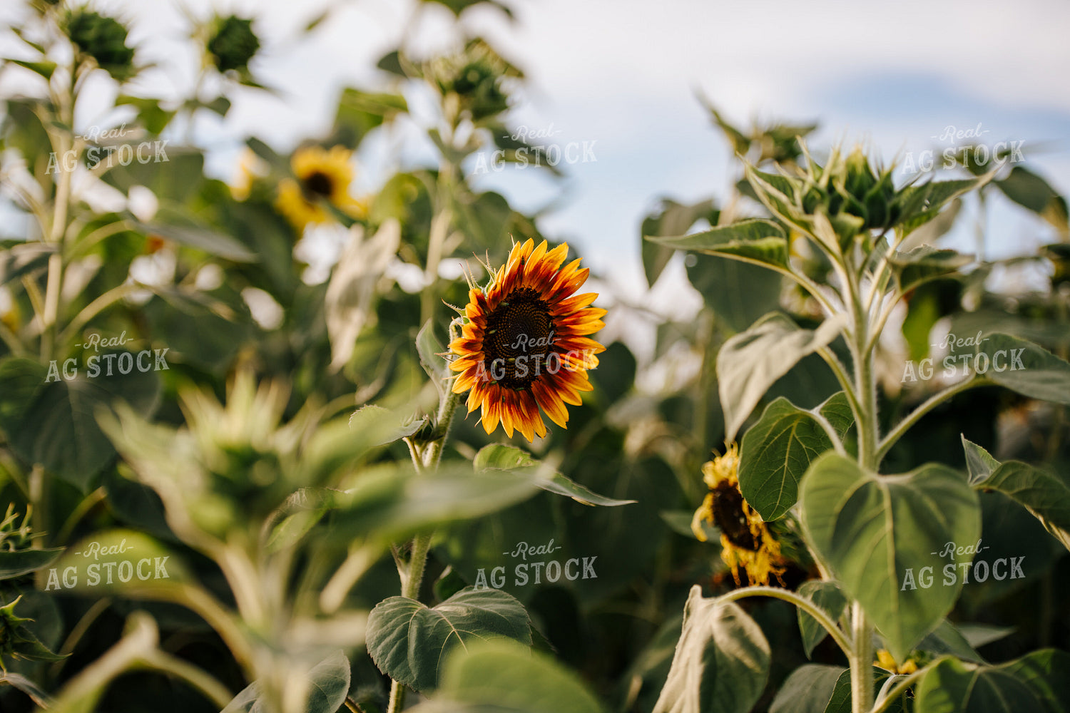 Sunflower Plant 68121