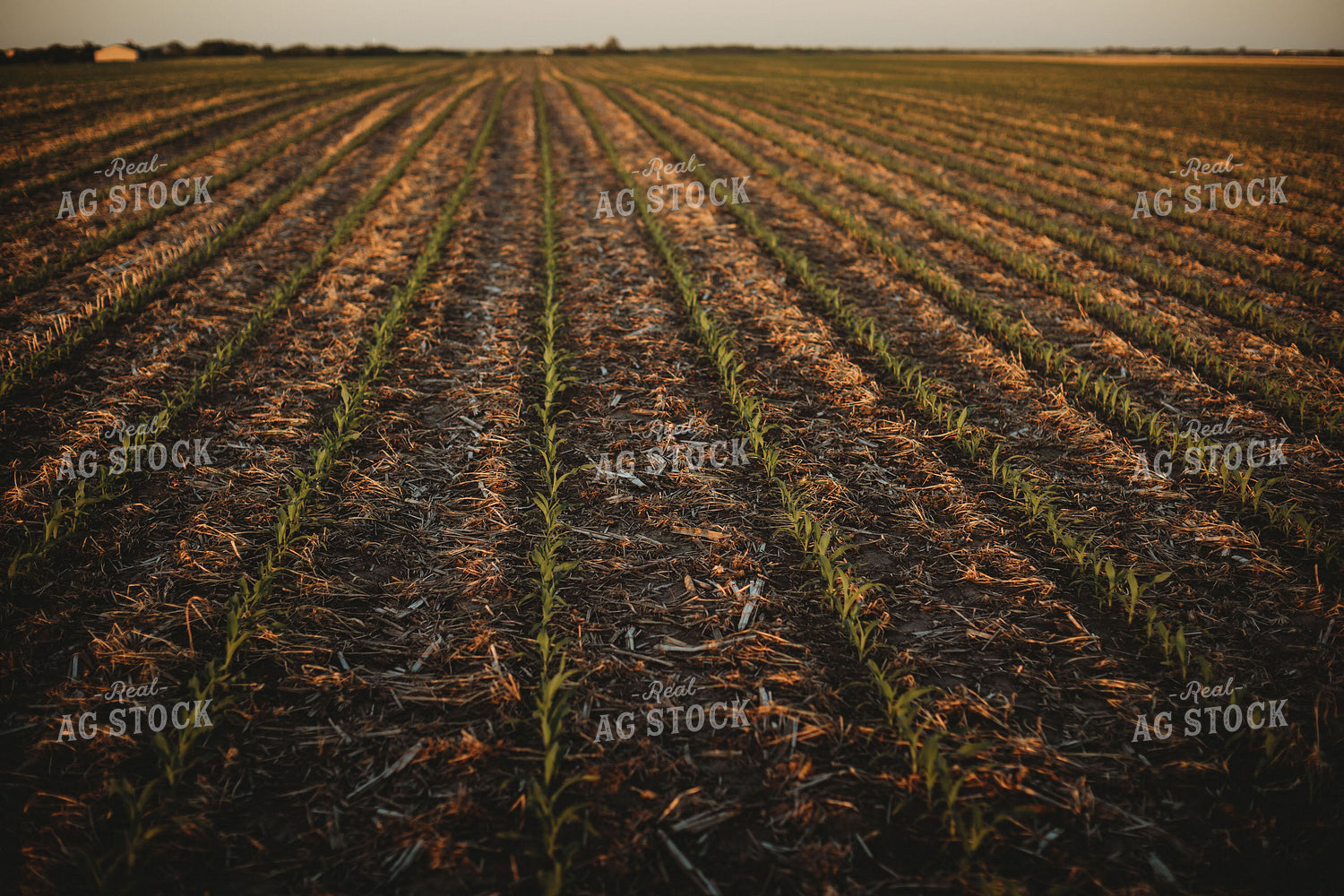 V2 V3 Corn Field with Triticale Cover Crop 5903