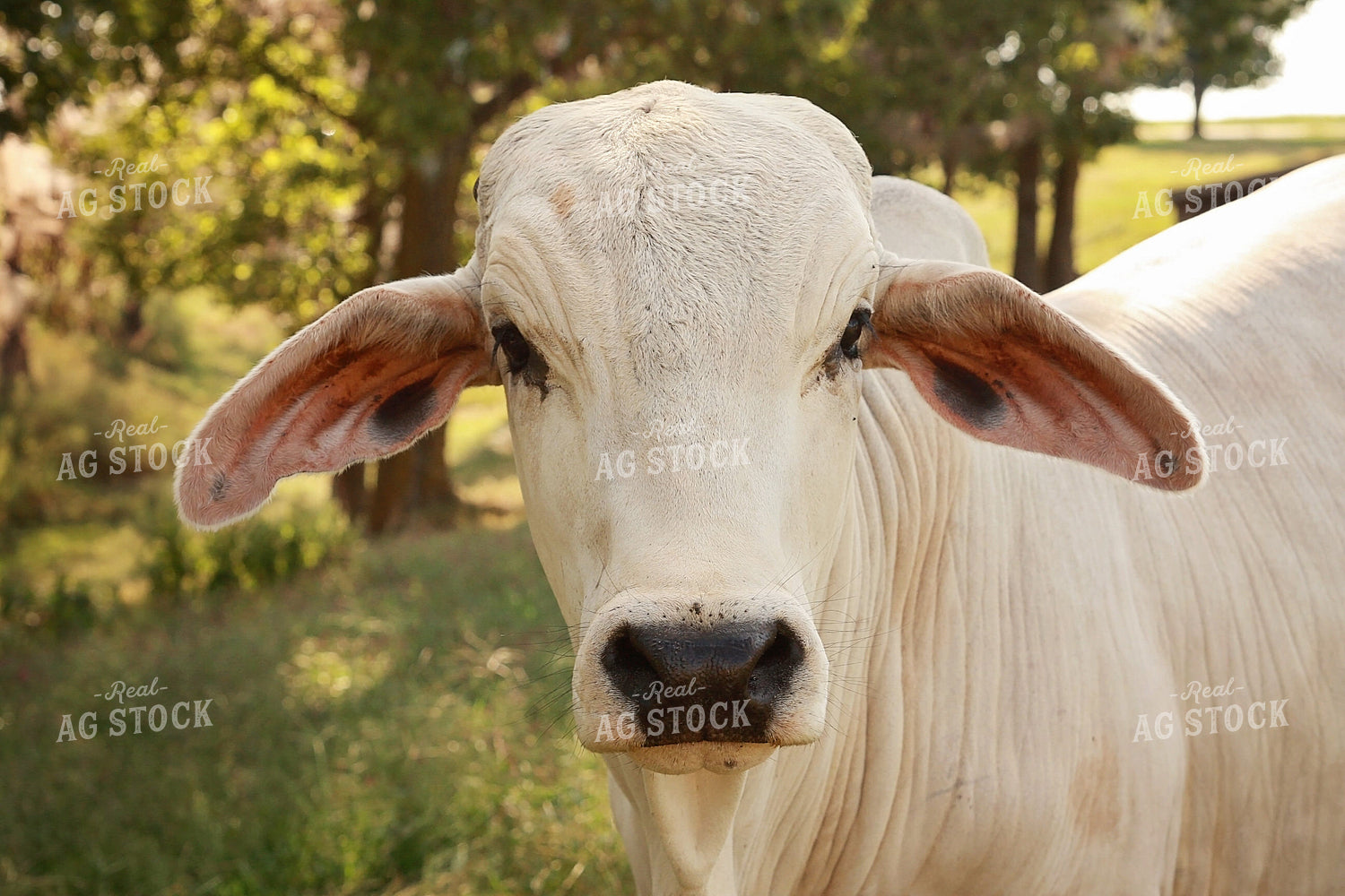 Brahman Cow in Pasture 127006