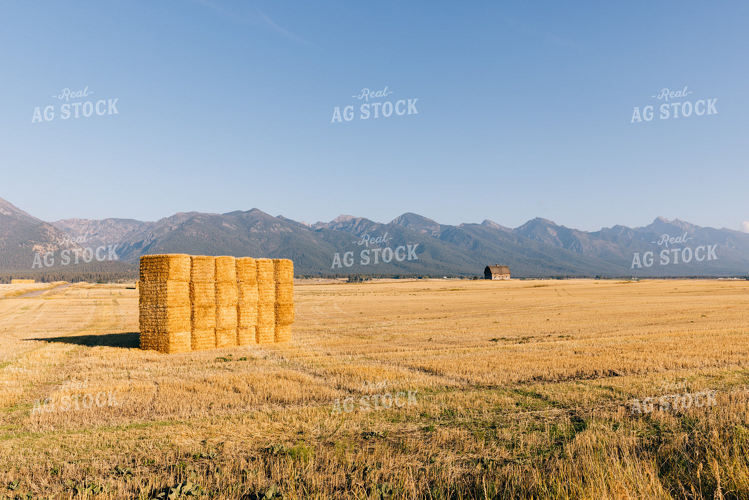 Hay Bales in the Foothills 178037