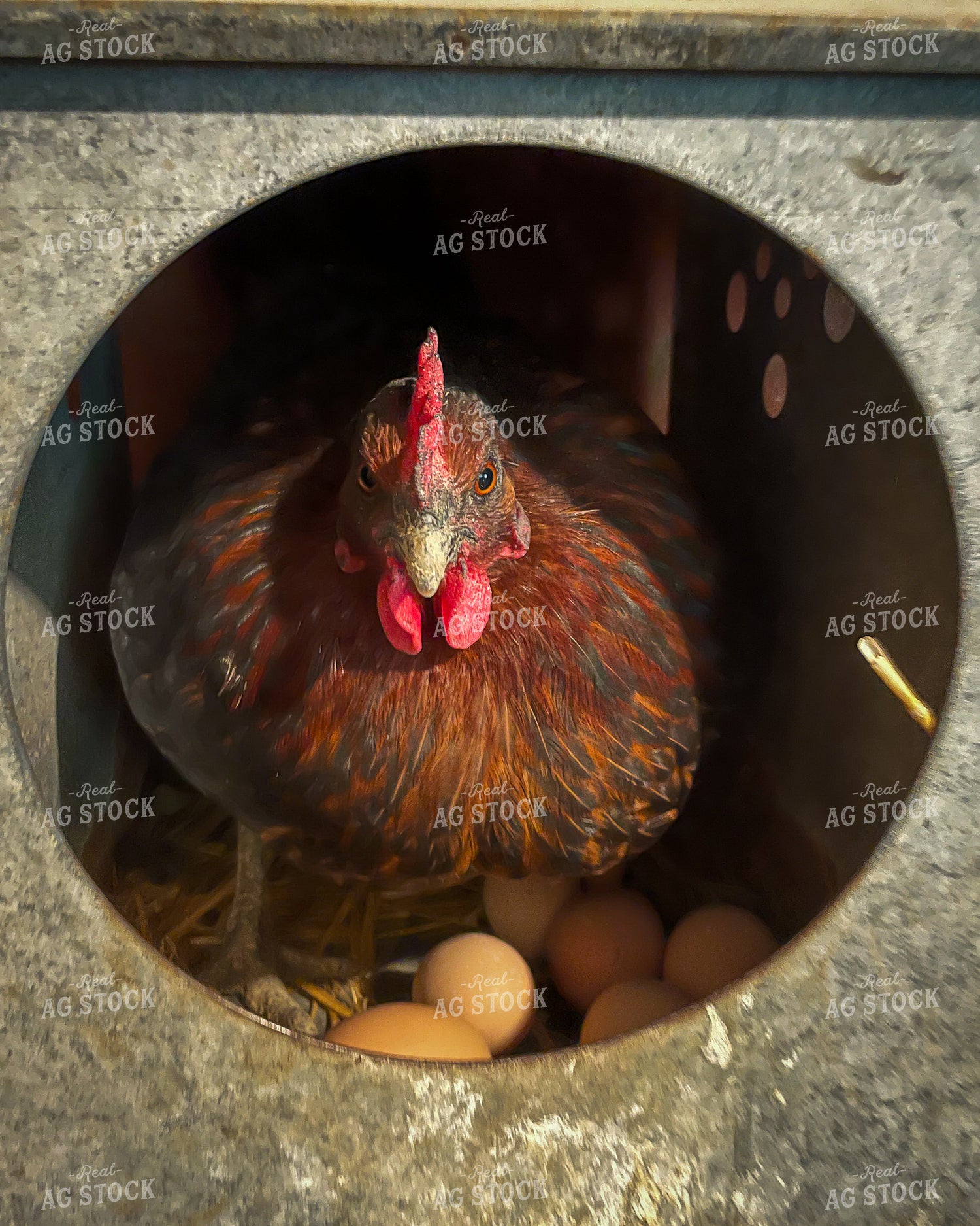 Hen with Eggs 50314
