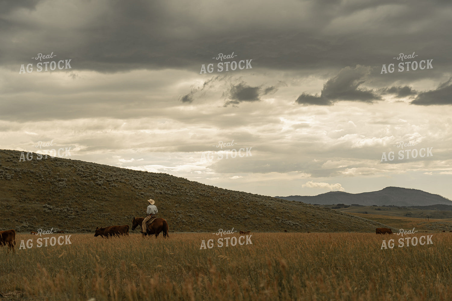 Rancher on Horseback 58287