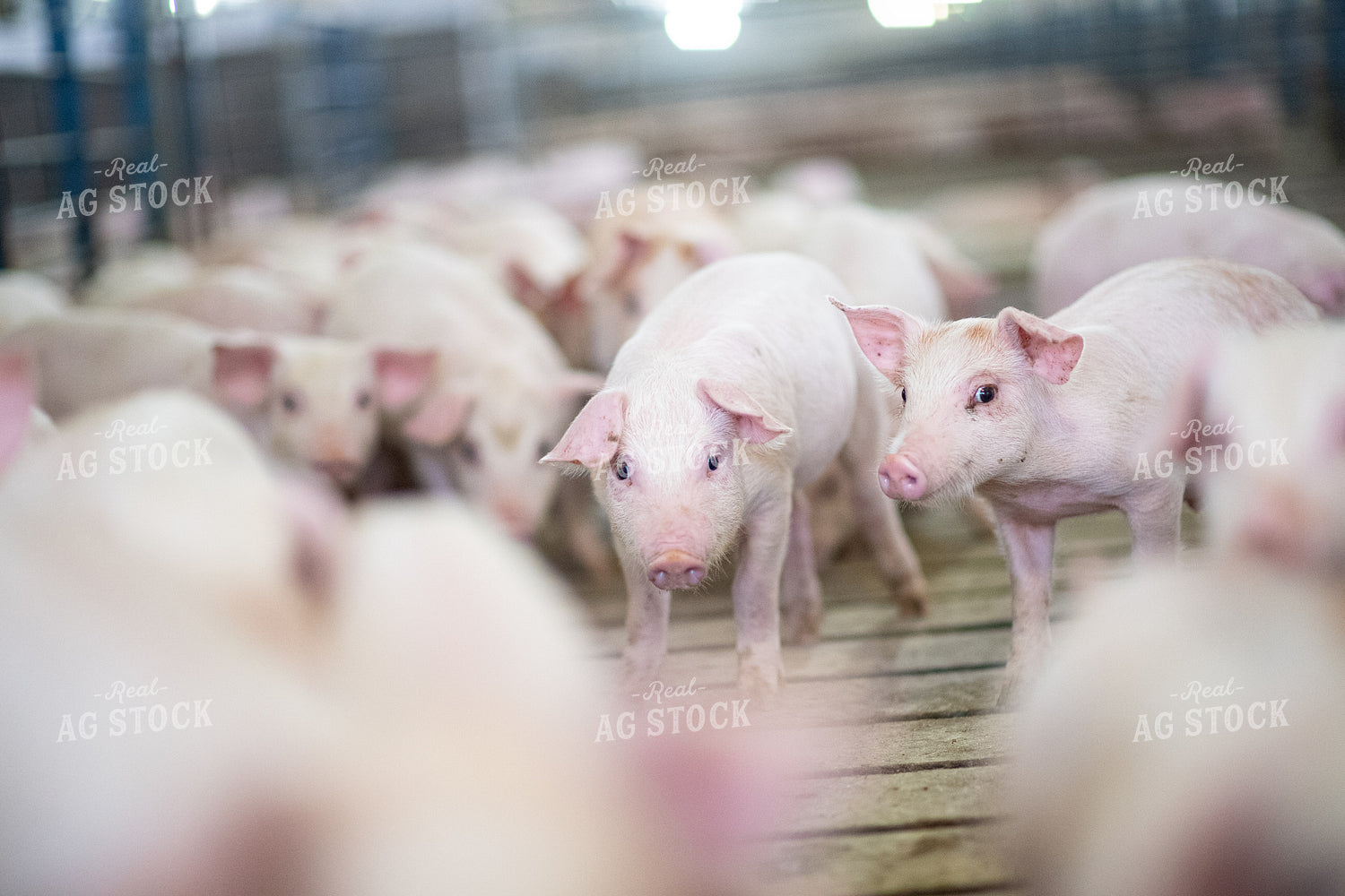 Piglets 168012