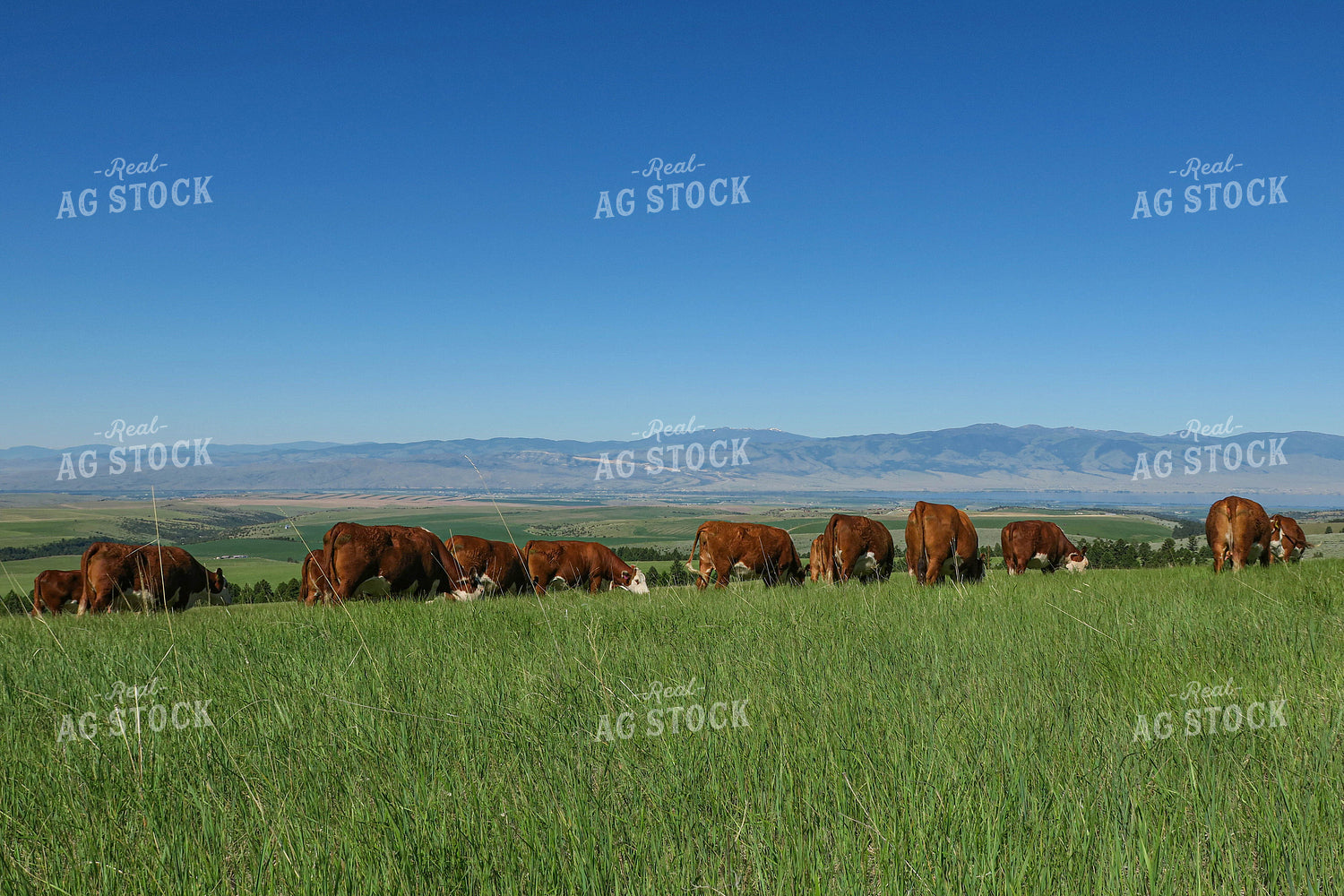 Hereford Cattle in Pasture 81042