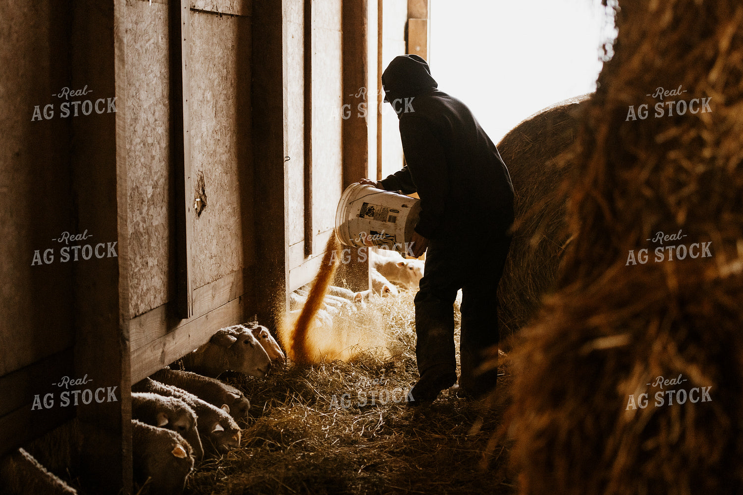 Farmer Pouring Feed for Sheep 68131