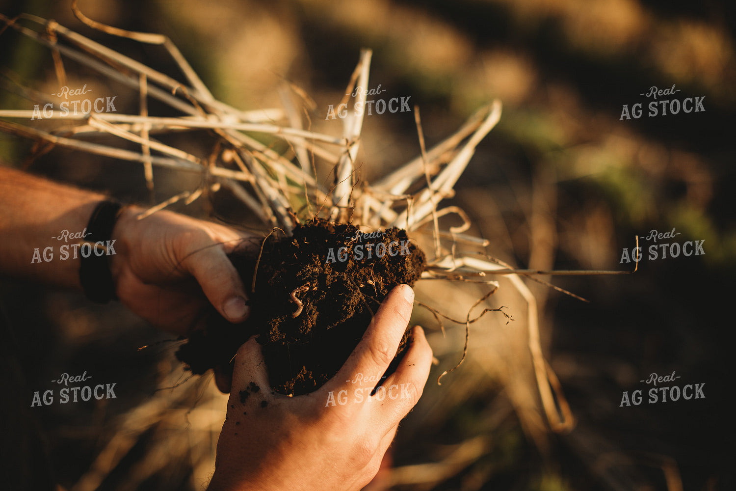 Farmer Agronomist with Soil in Soybean and Rye Cover Crop Field 5890
