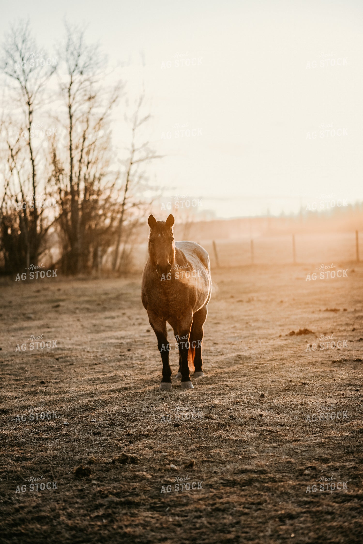Horse in Pasture 64189