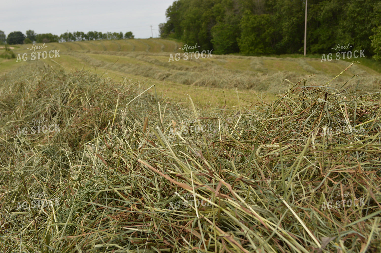 Cut Hay 206026