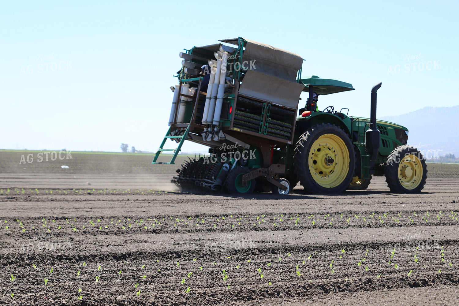 Planting Artichokes 102127