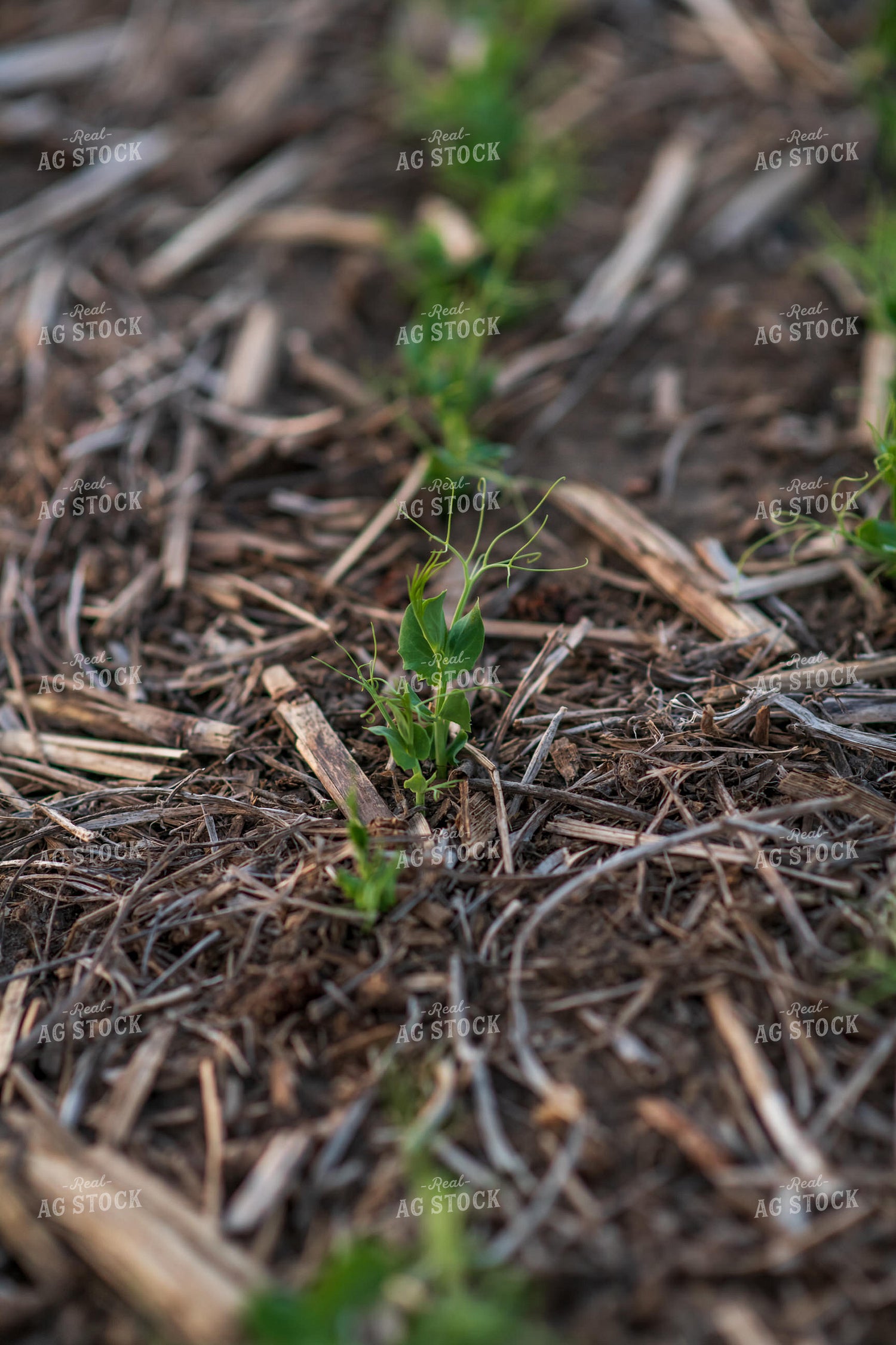 Pea Plants 76137