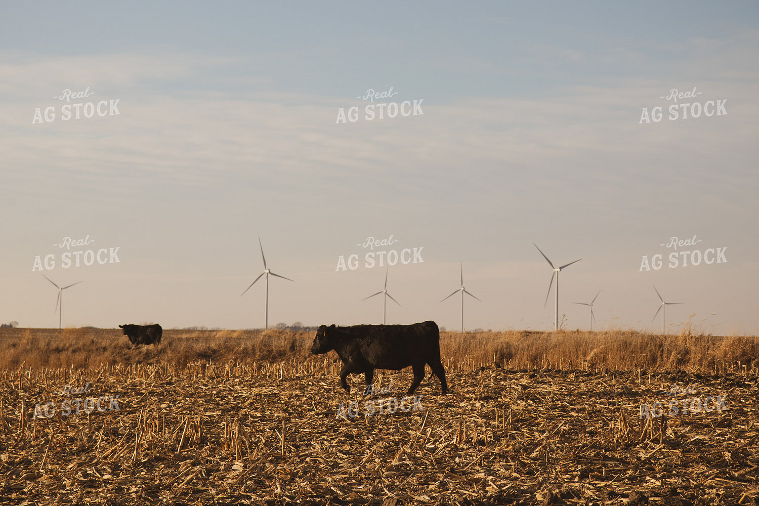 Black Angus Cattle on Corn Stalks 67236