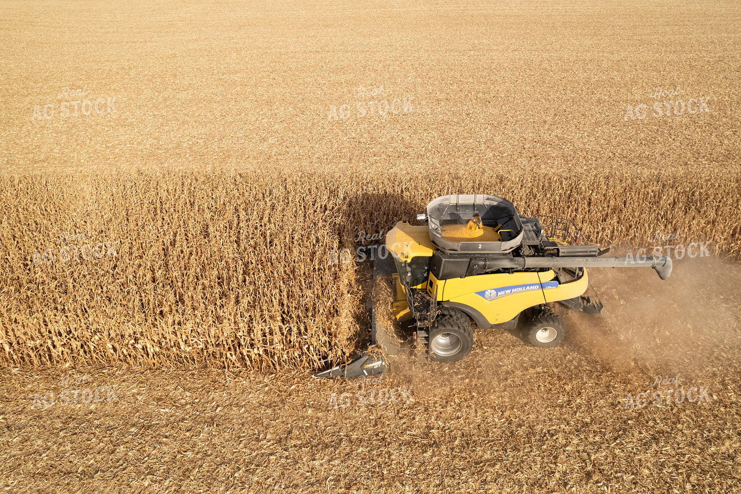 Corn Harvest 255004