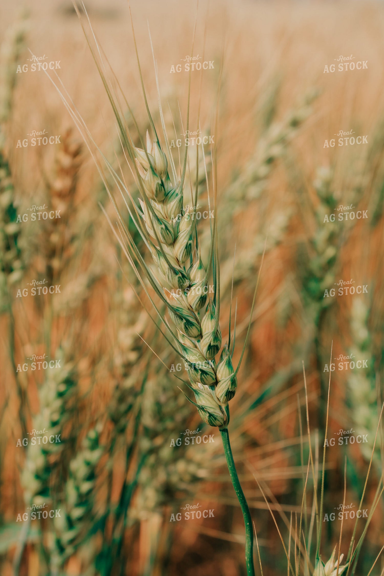 Barley Head 187060