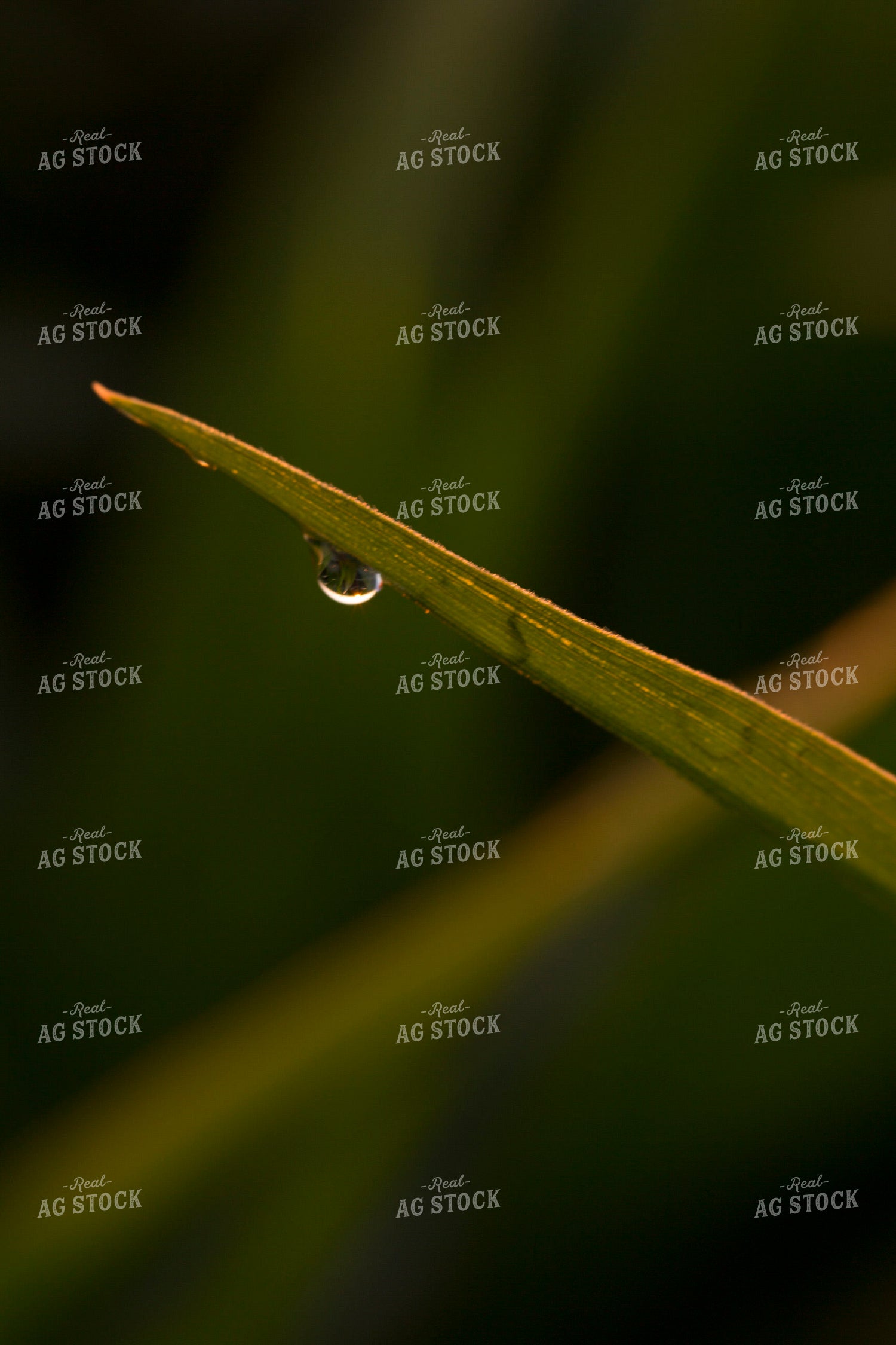 Corn - Mid-Season 1207
