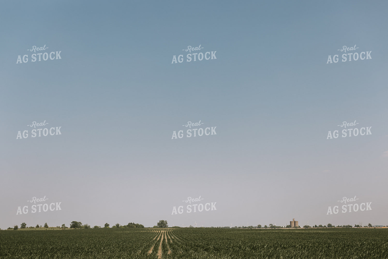 Corn Field 7846