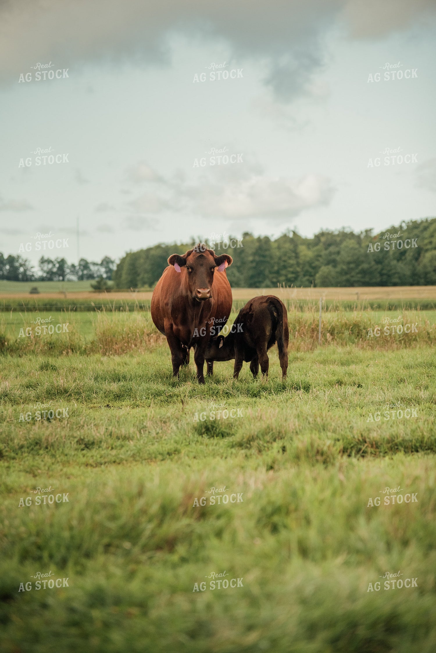 Cow and Calf in Pasture 118022
