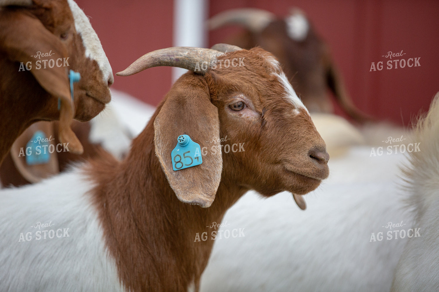 Goats on Farm 90029