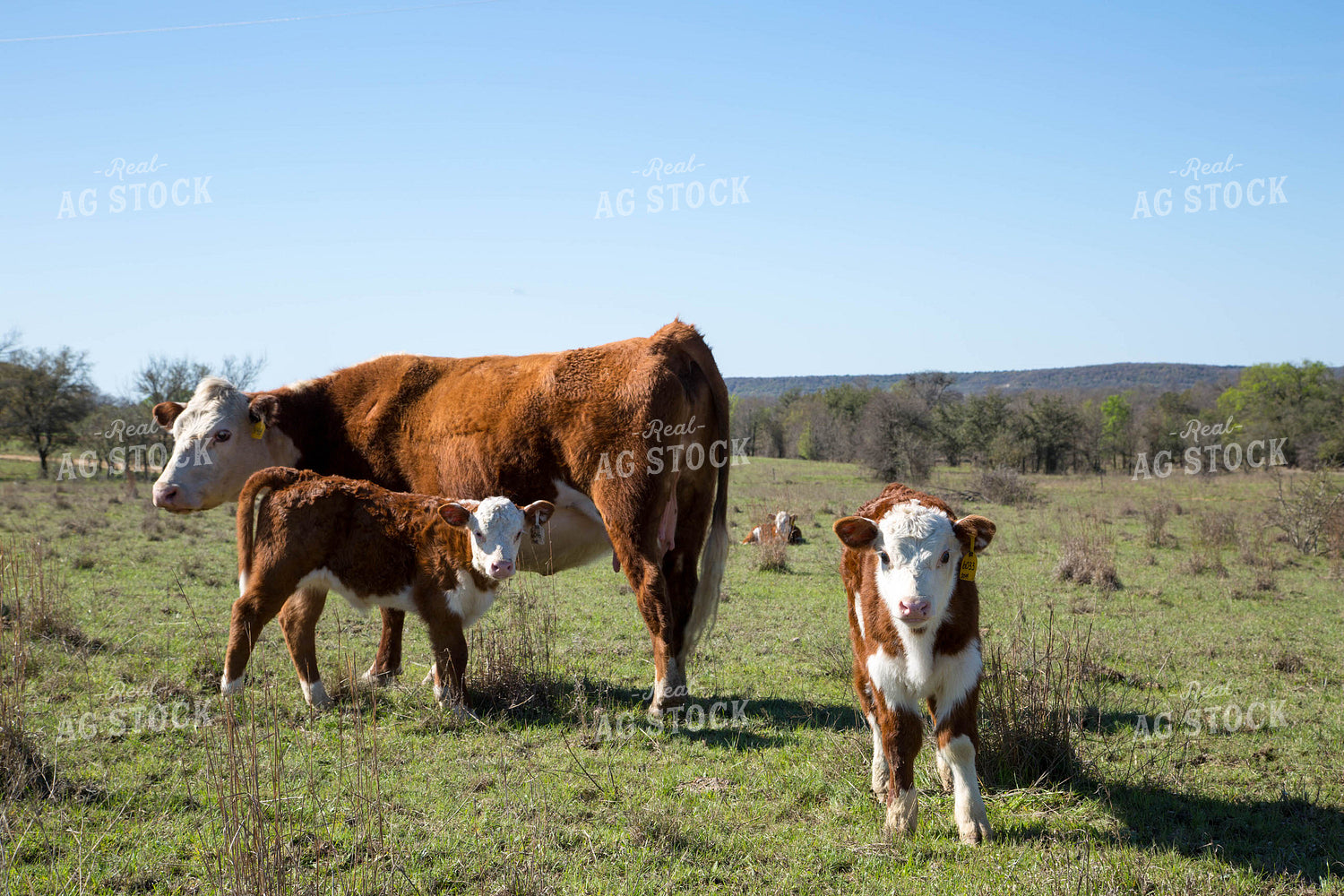 Hereford Cows and Calves 161025