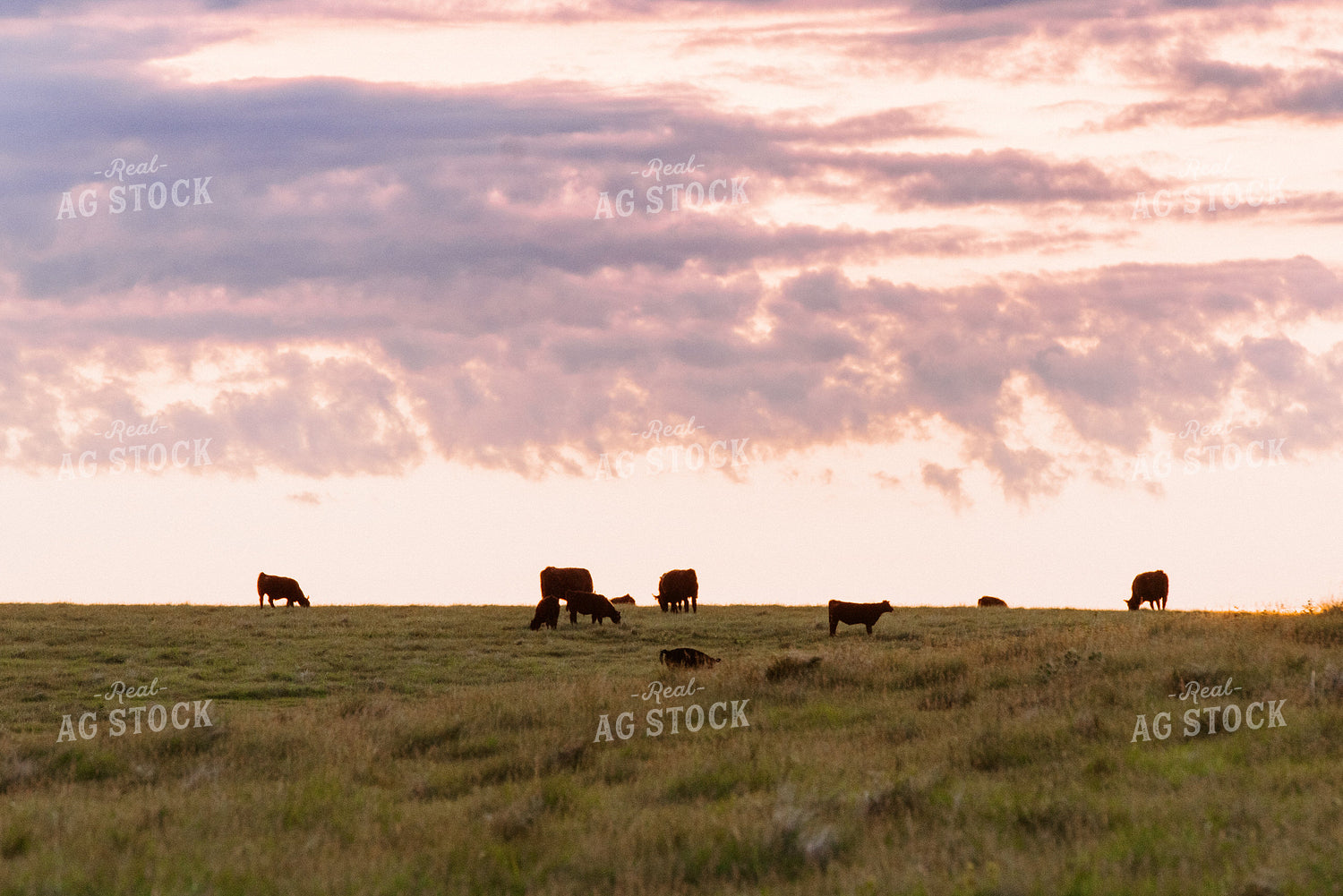 Angus Cattle Grazing in Pasture 68087