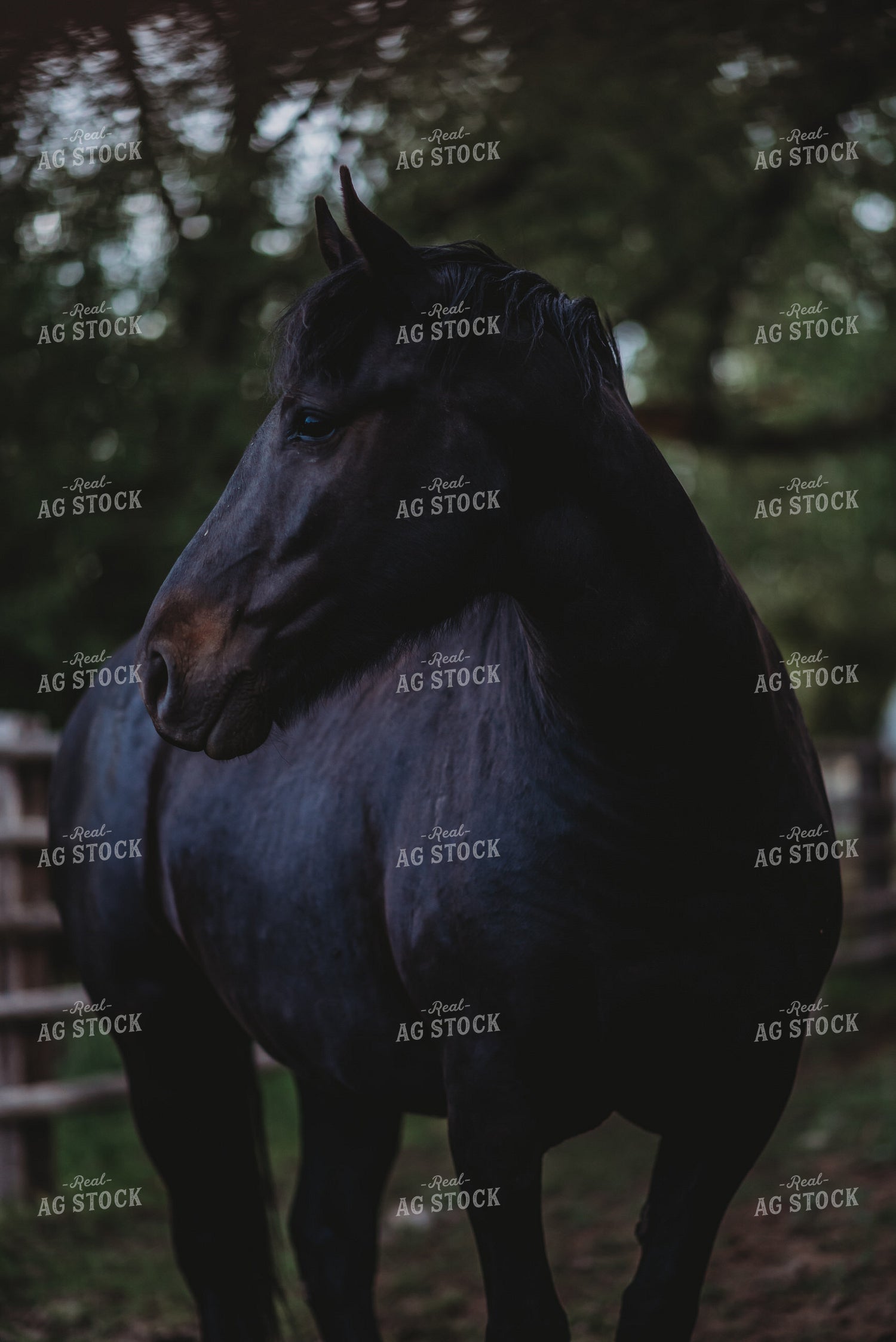 Black Horse at Dusk 54012