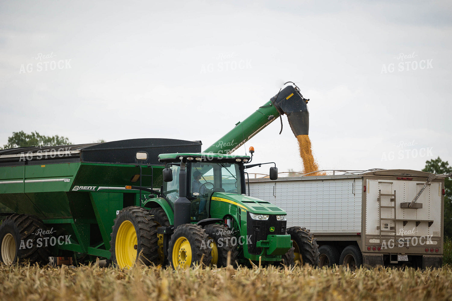 Corn Harvest 219081