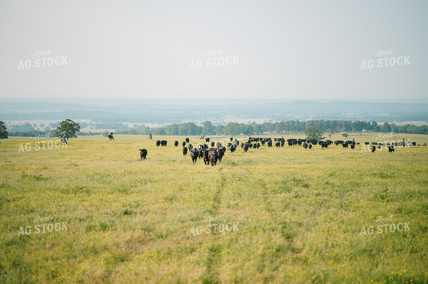 Angus Cattle in Grassy Pasture 125135