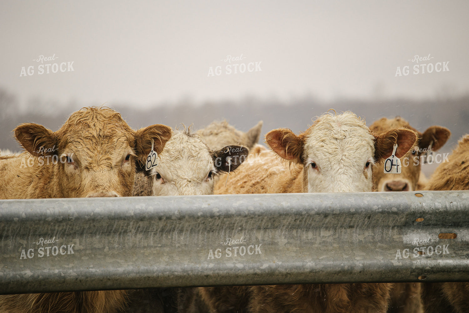 Cattle in Feedlot 70107