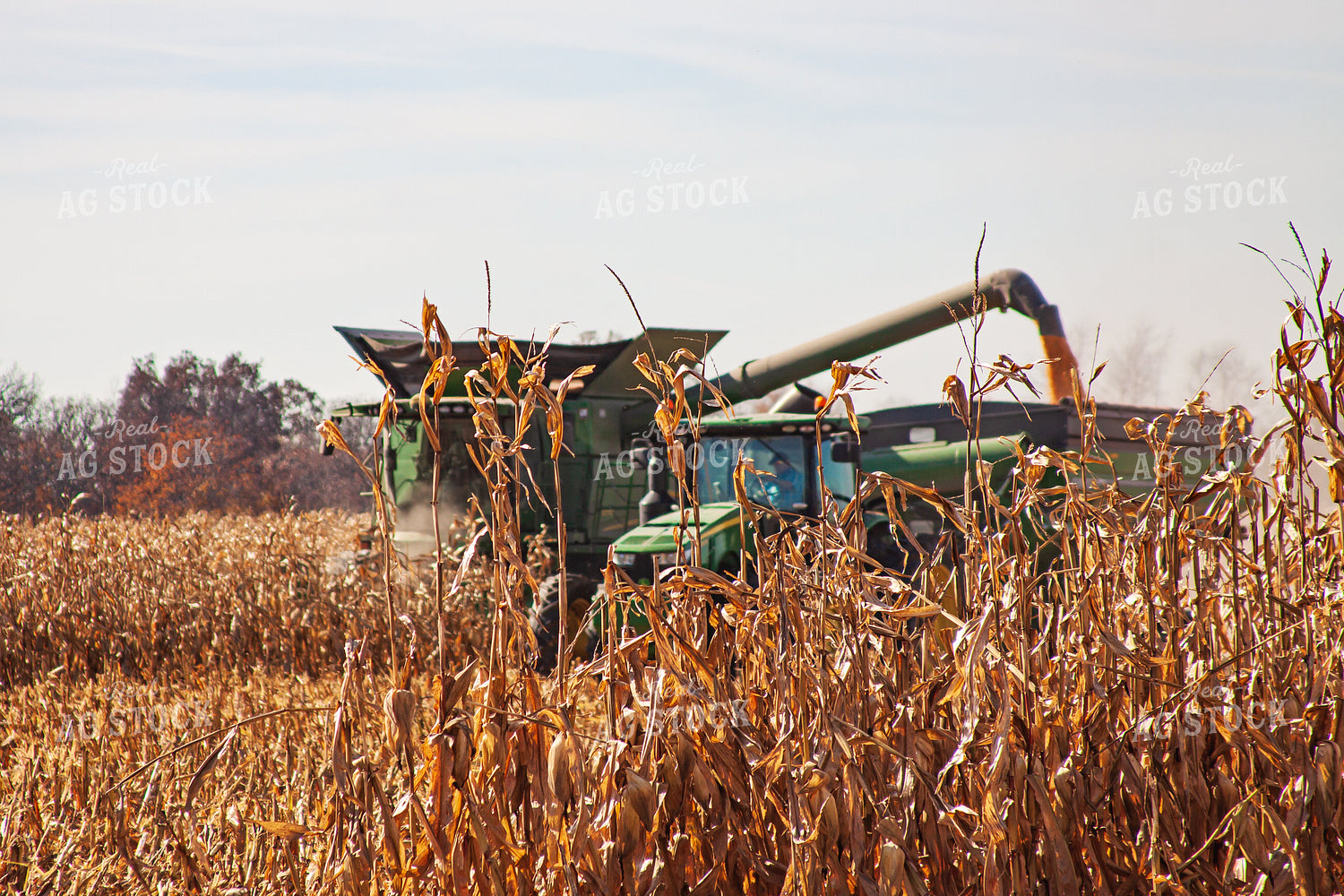 Corn Harvest 150024