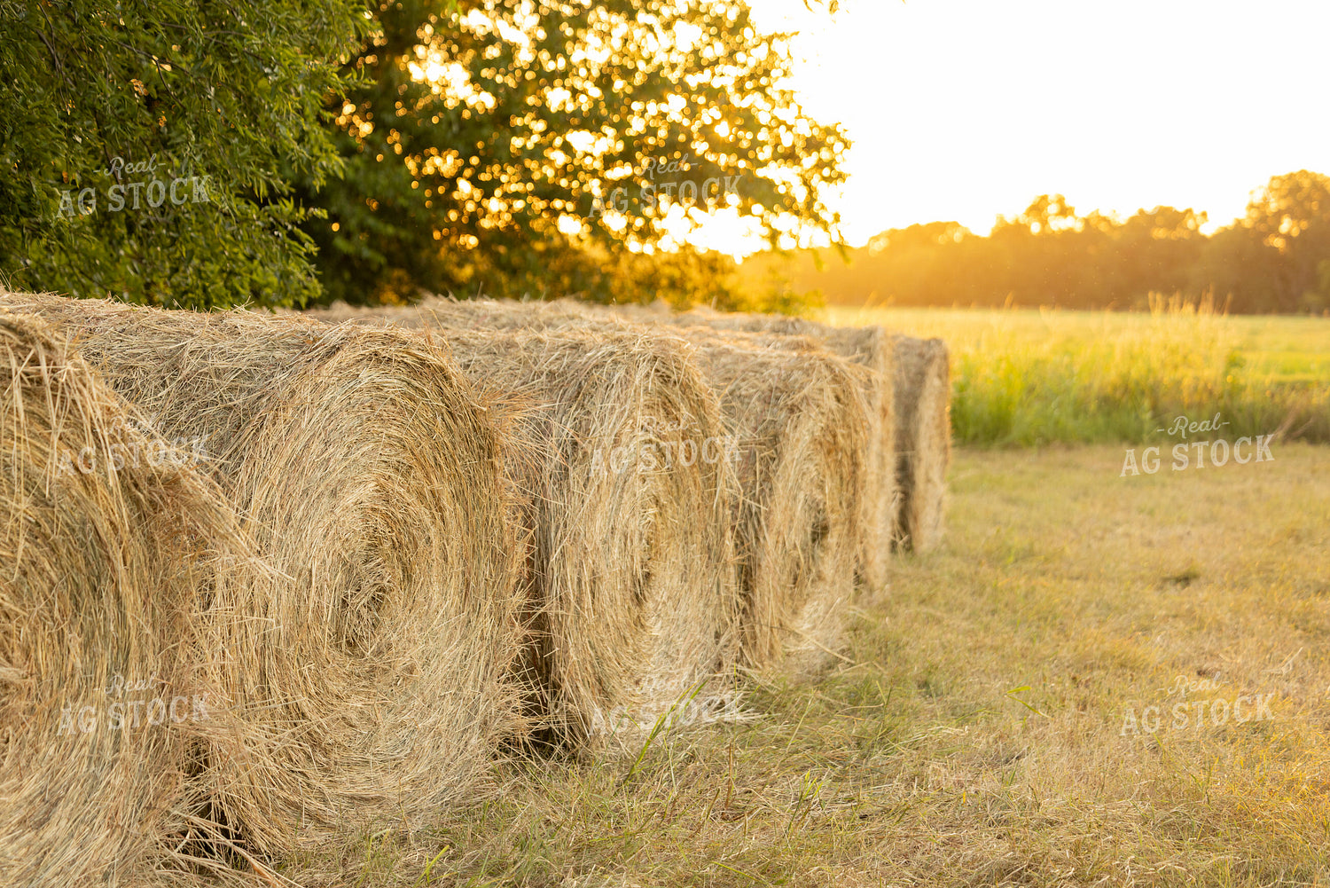 Hay Bale 143025