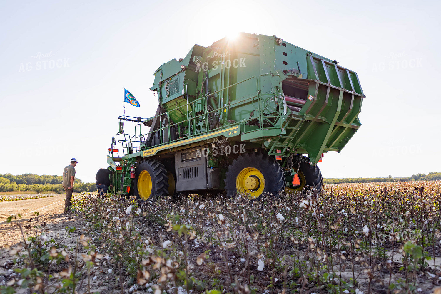 Baling Cotton 79418