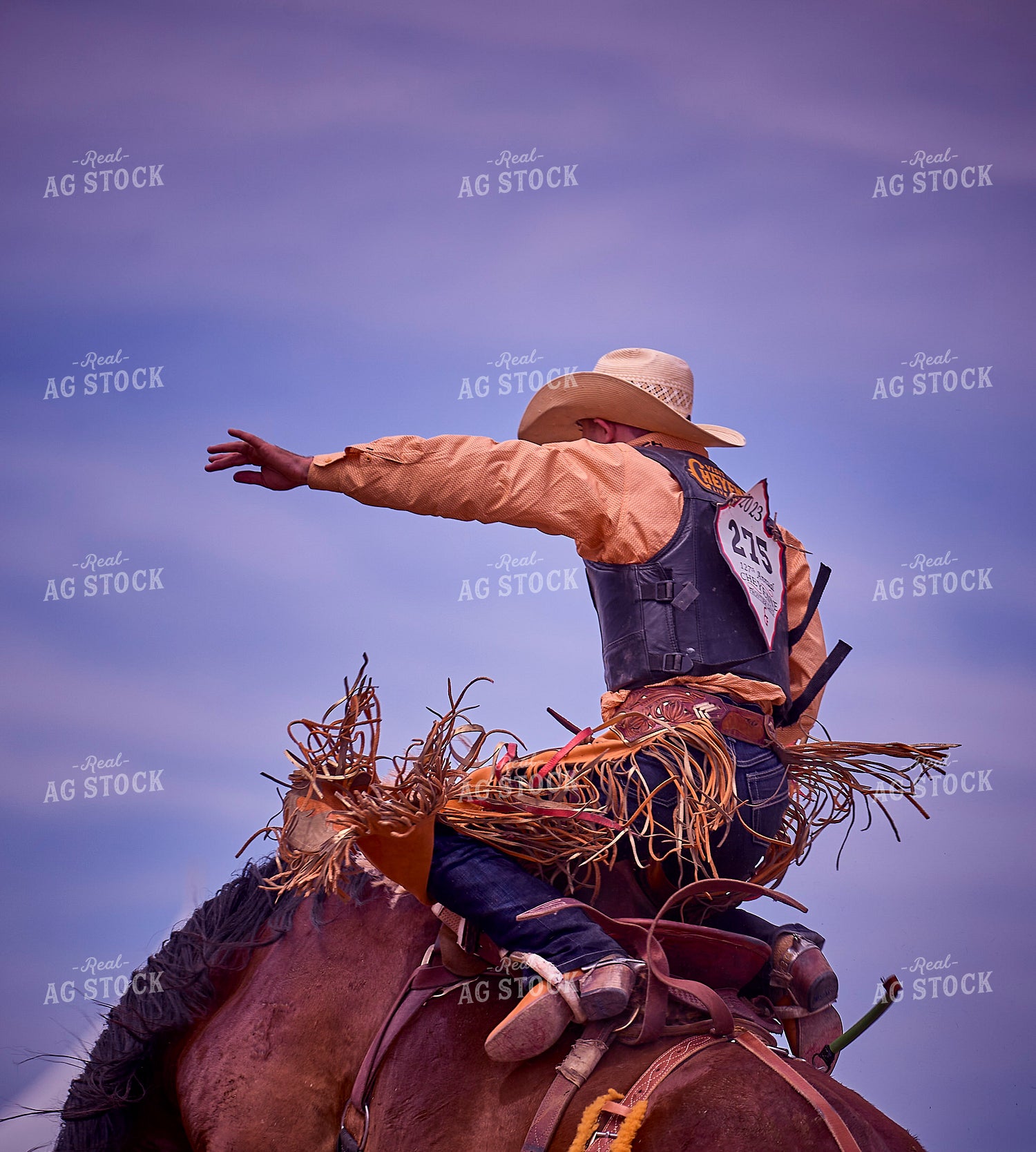 Saddle Bronc Riding 177013