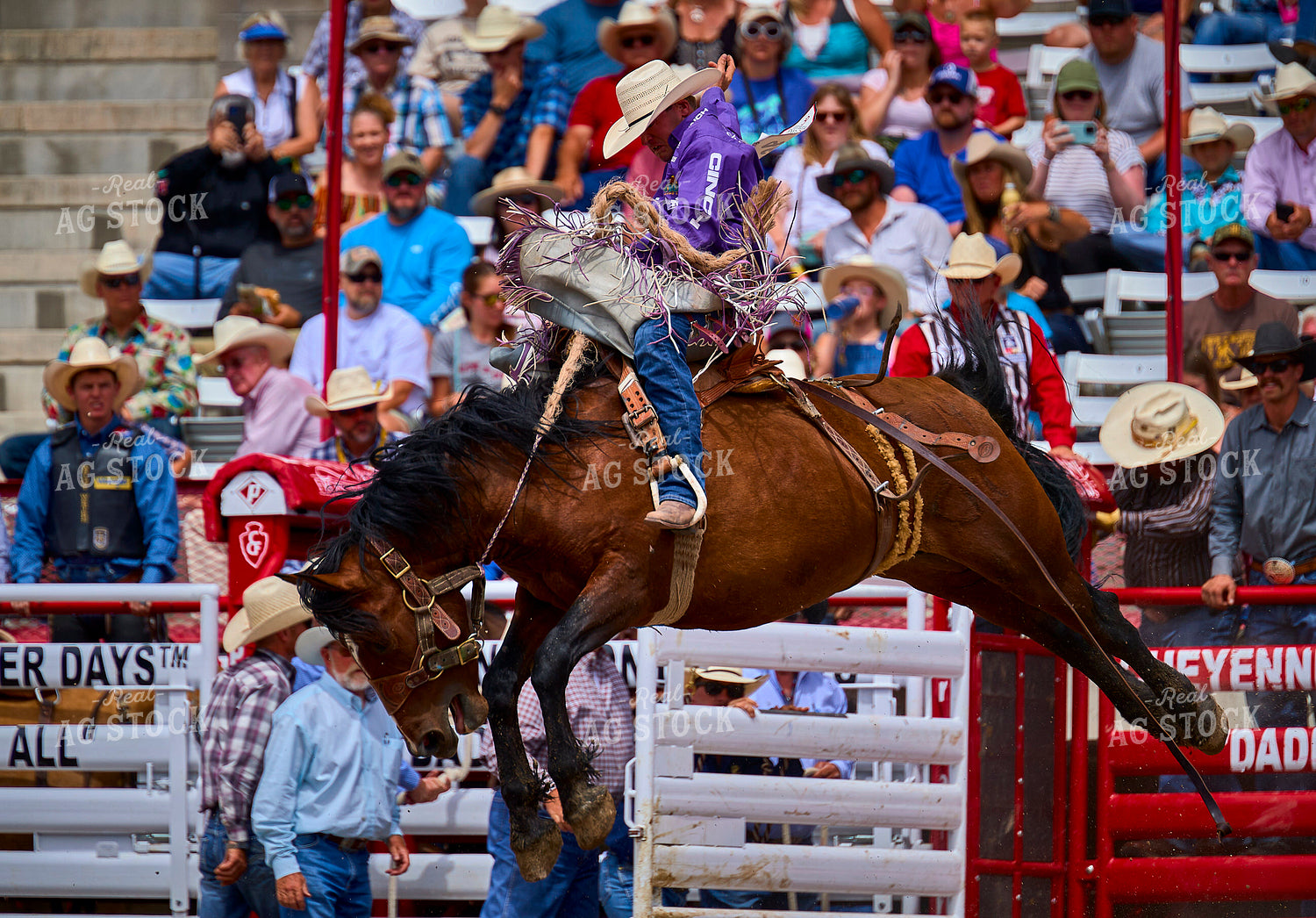 Saddle Bronc Riding 177021