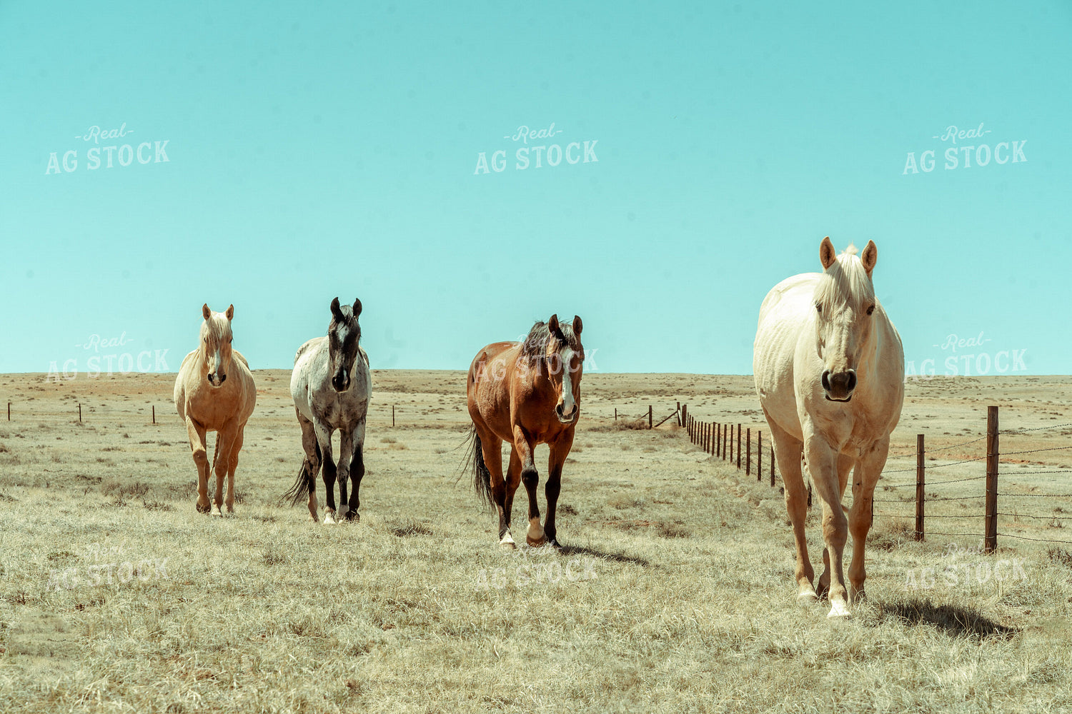 Horses in Pasture 58054