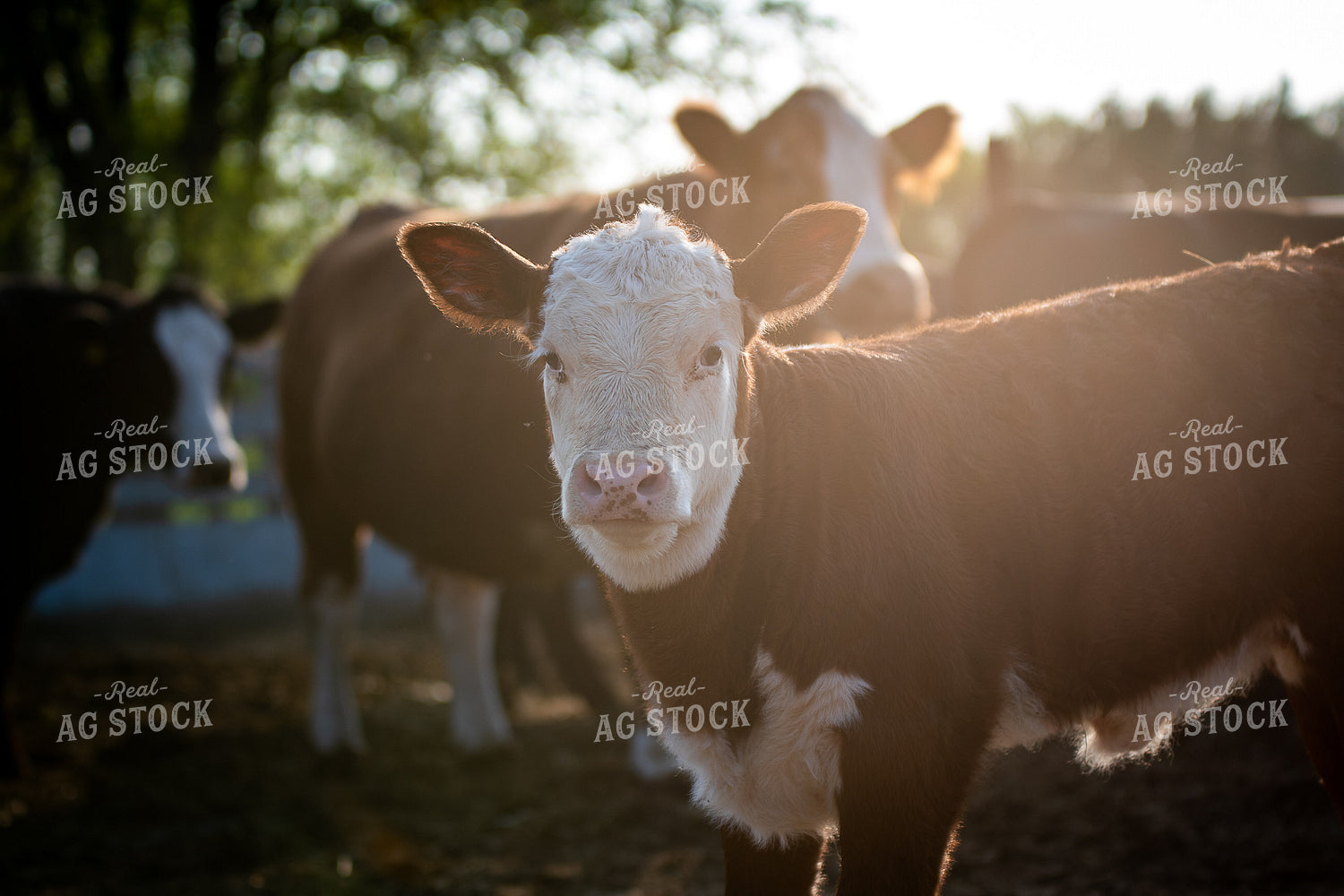 Hereford Cattle in Pasture 50226