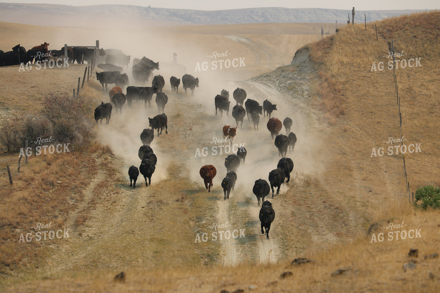 Moving Cattle 183003