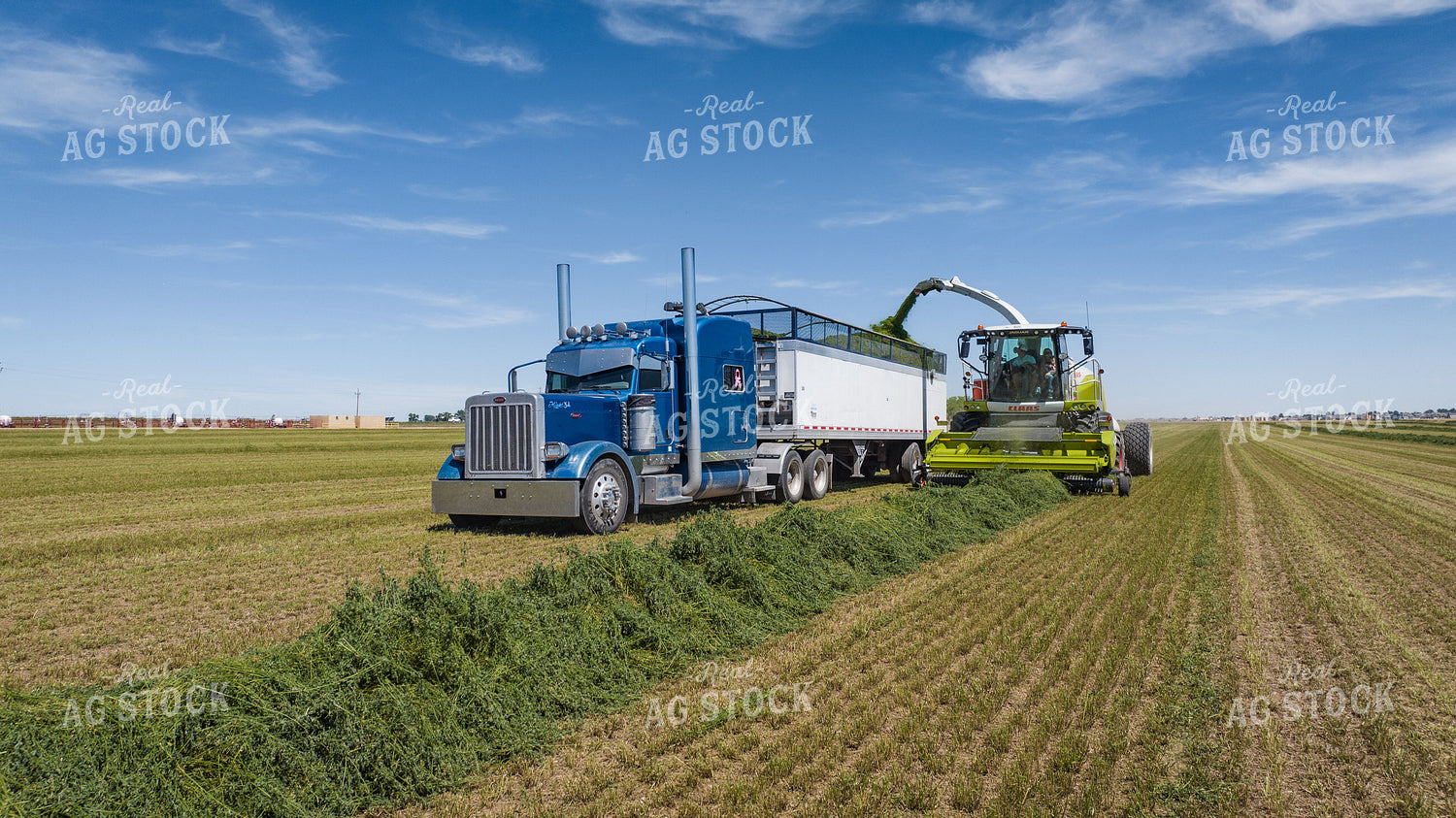 Forage Harvester Chopping Hay 56485