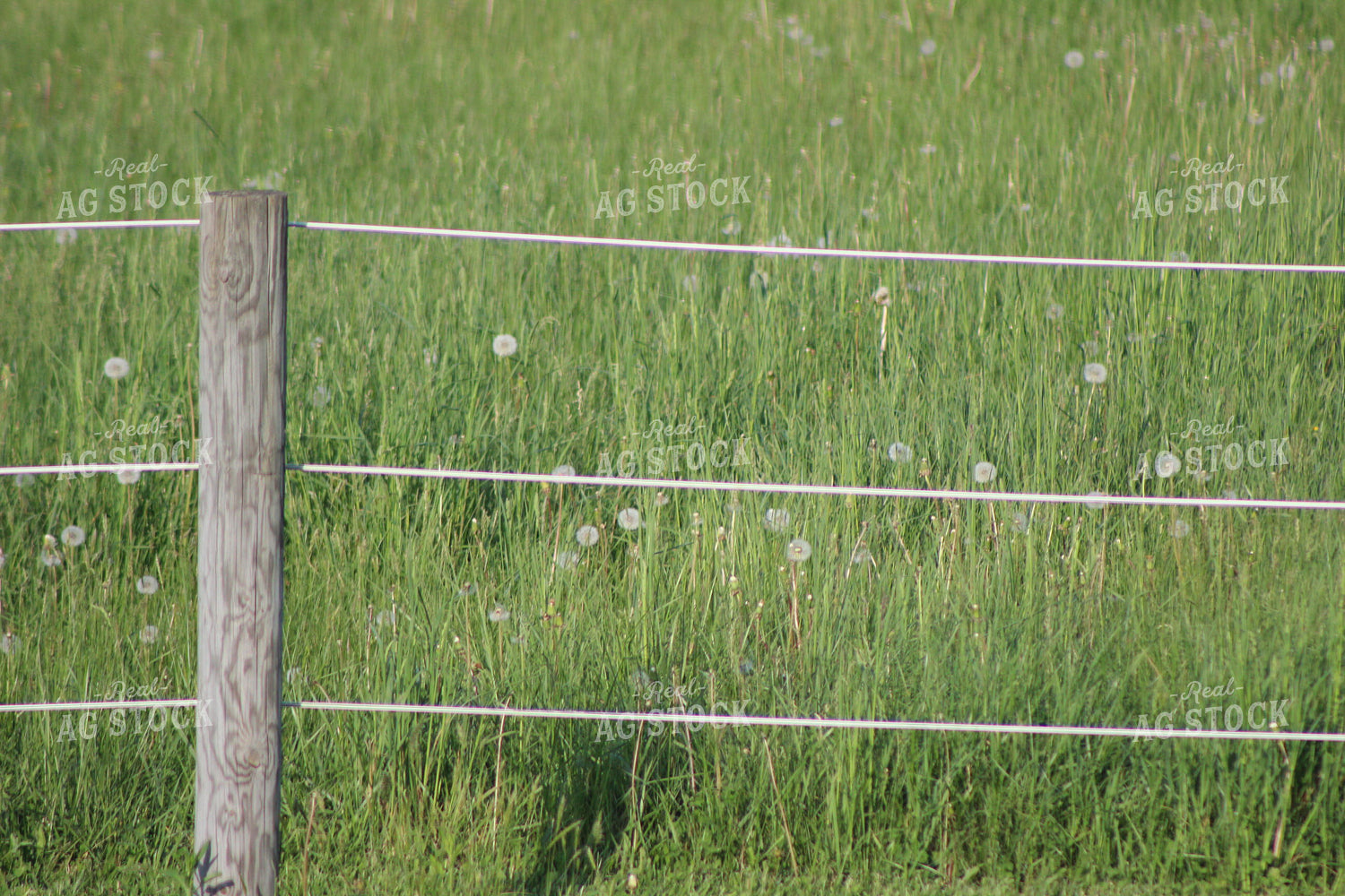 Dandelions Through Fence 73014
