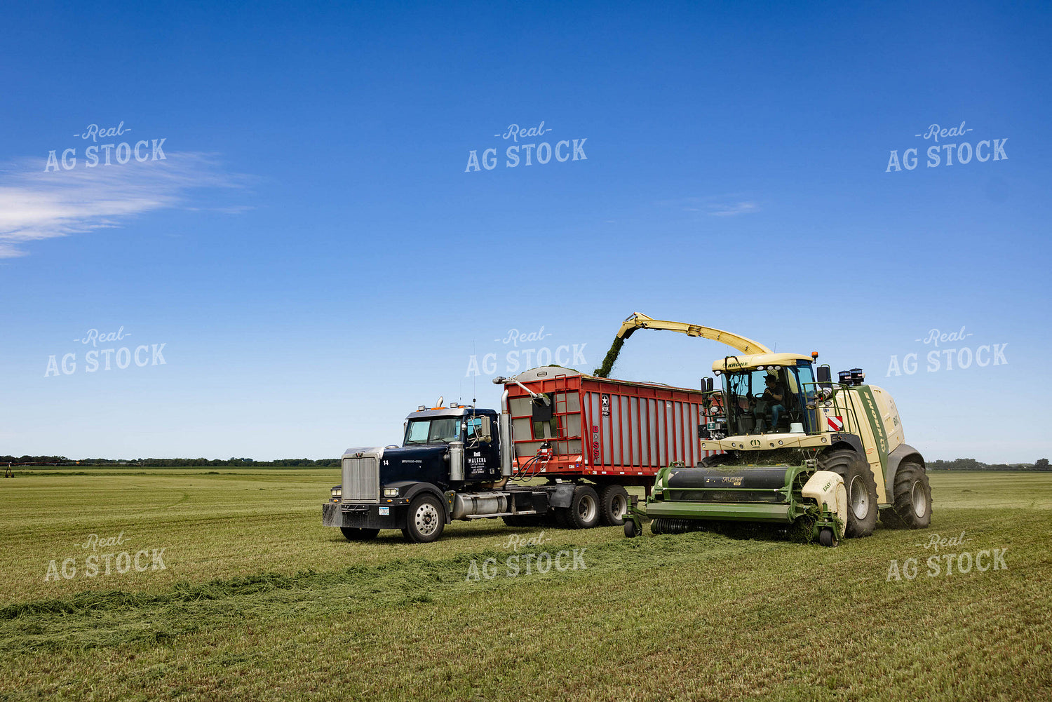 Harvesting Hay Silage 152446